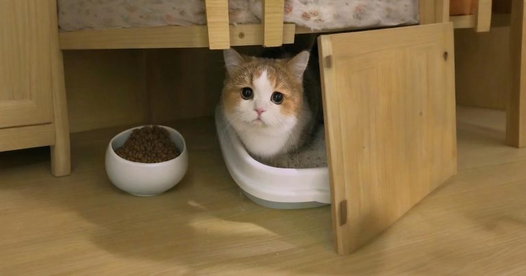 Domestic cat defecates in litter box placed inside the bedroom, indoor pet toilet scene